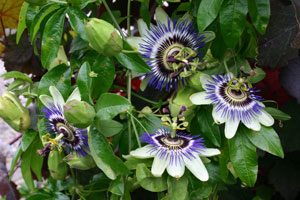 Passion flower
